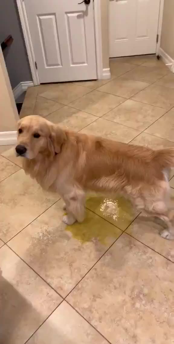 A golden retriever standing on kitchen tile next to a spilled yellow liquid, looking off to the side.