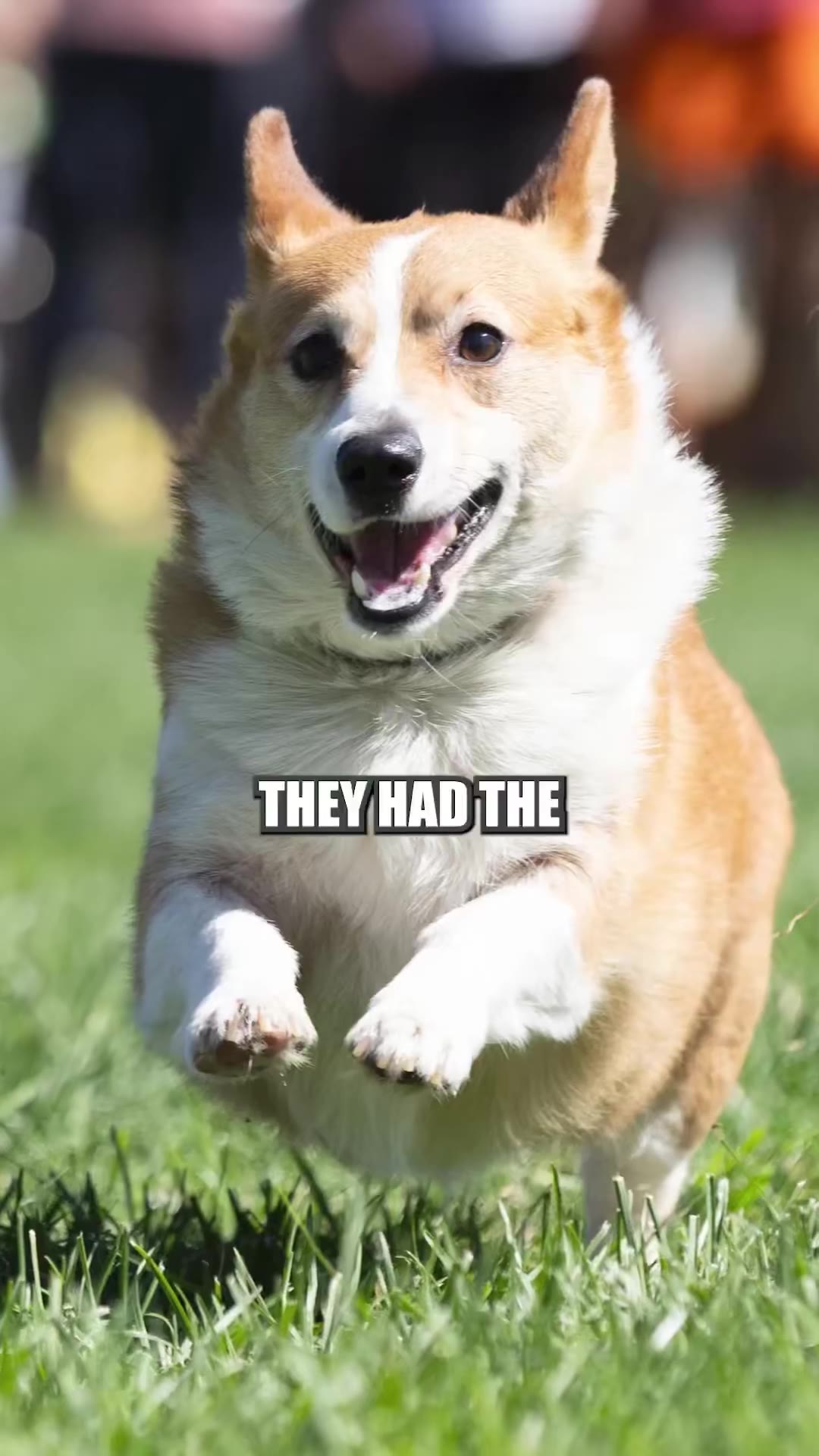 PFT Commenter and Big Cat rip NFL's Wembley corgi race