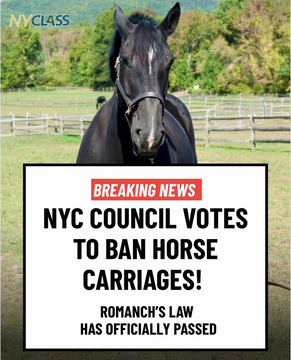 Kelly Keegs celebrates NYC horse carriage ban passing